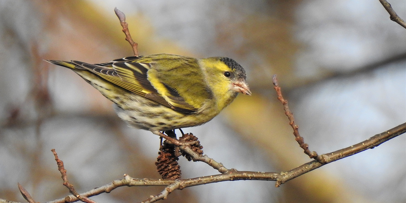 Les oiseaux hivernants